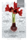 No Water Flowers® - Formz modern in luxury box, Bordeaux