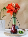 No Water Flowers® - Formz modern in luxury box, Orange