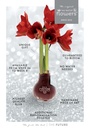 No Water Flowers® - Waxz® in giftbox, Bordeaux