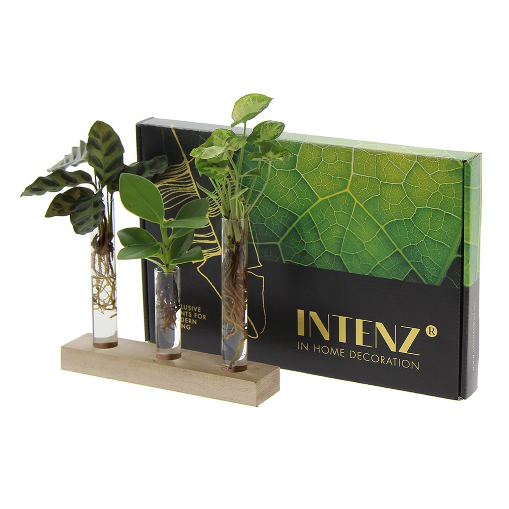 Hydroponic plants in Letterbox