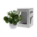 Smylieplant® large in giftbox