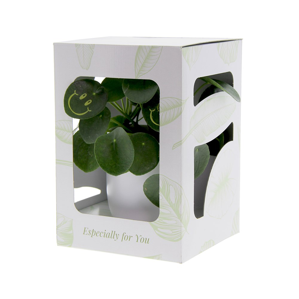 Smylieplant® large in giftbox