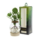 Hydroponic plant in bulb glass with LED light in giftbox