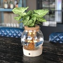 Hydroponic plant in bulb glass with LED light in giftbox