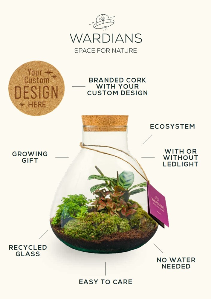 Plant terrarium erlenmeyer - ecosystem in giftbox