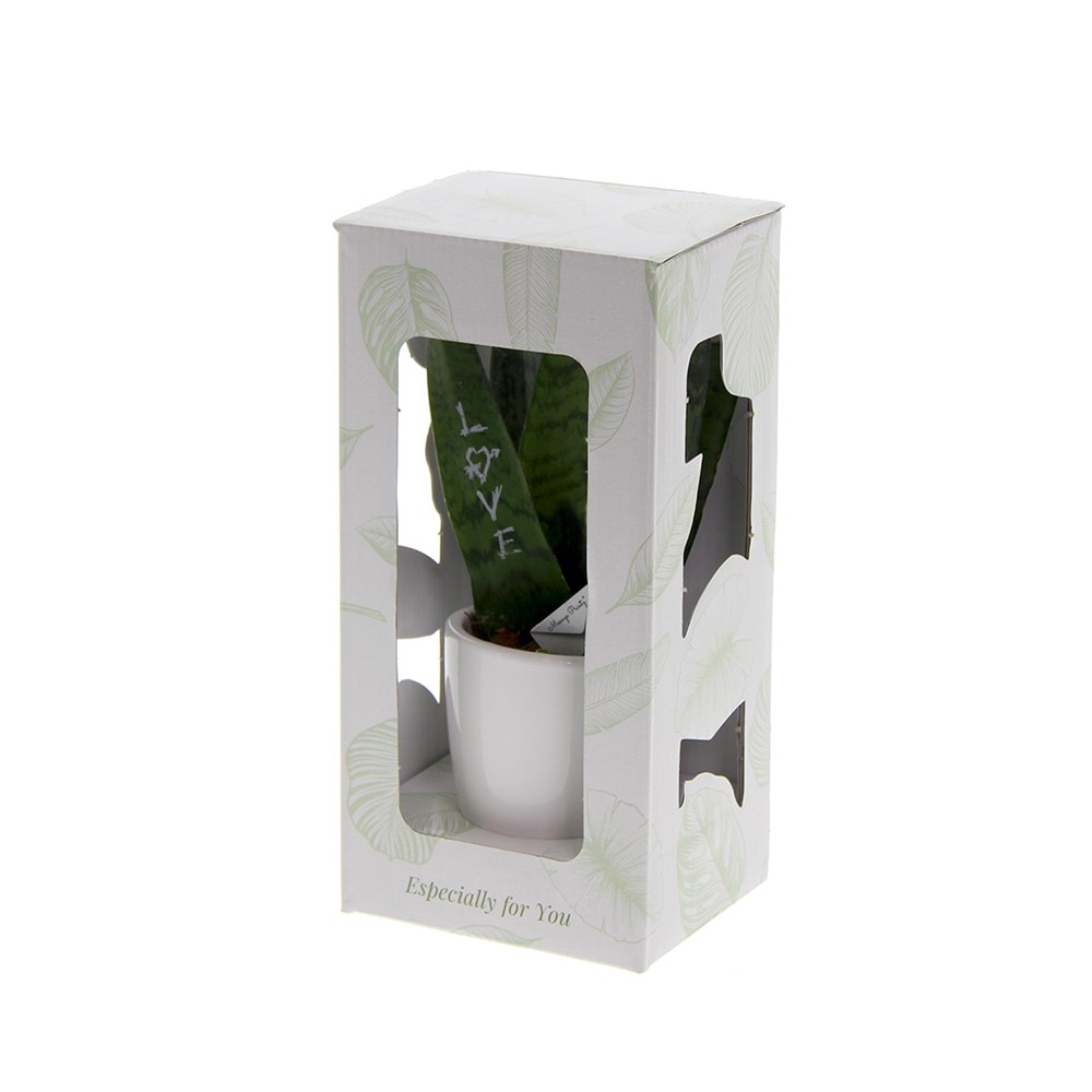 Message Printz® - Sansevieria in giftbox