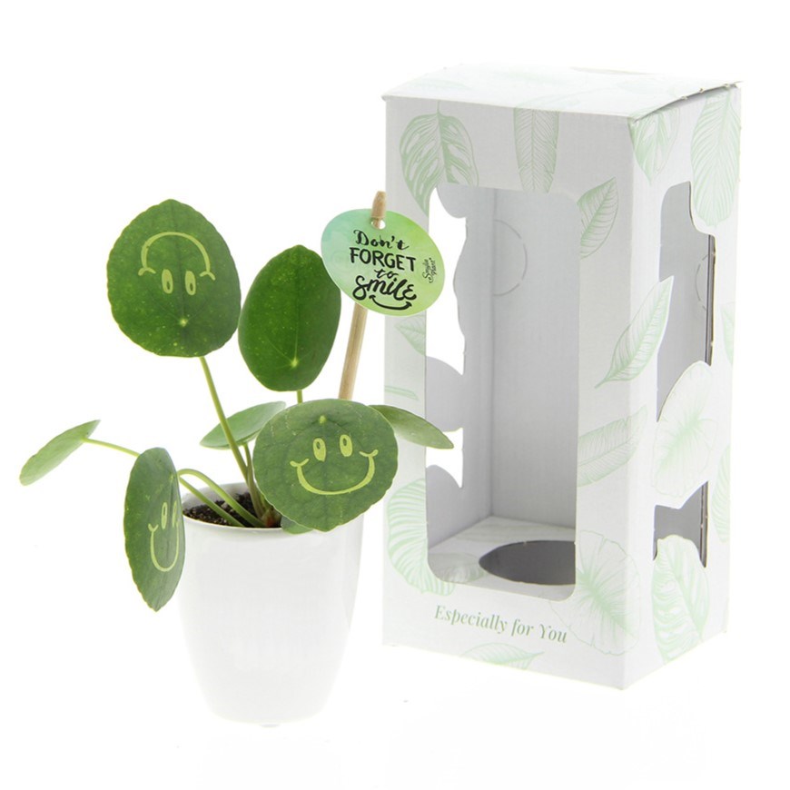 Smylieplant® small in giftbox