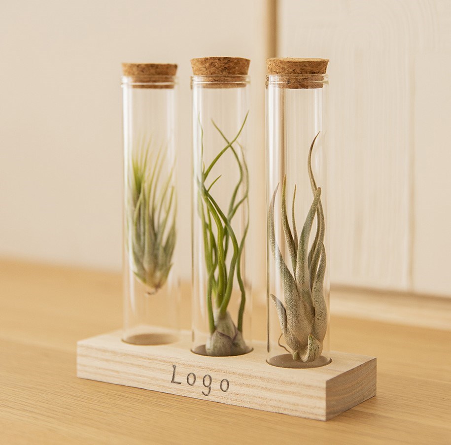 Airplants in Letterbox