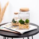 Marimo moss balls - bottle small in giftbox