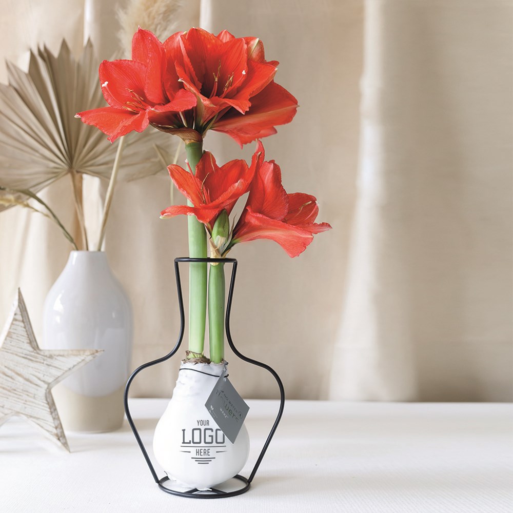 No Water Flowers® - Formz classic in luxury box, Orange