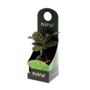 Hydroponic light plant in giftbox
