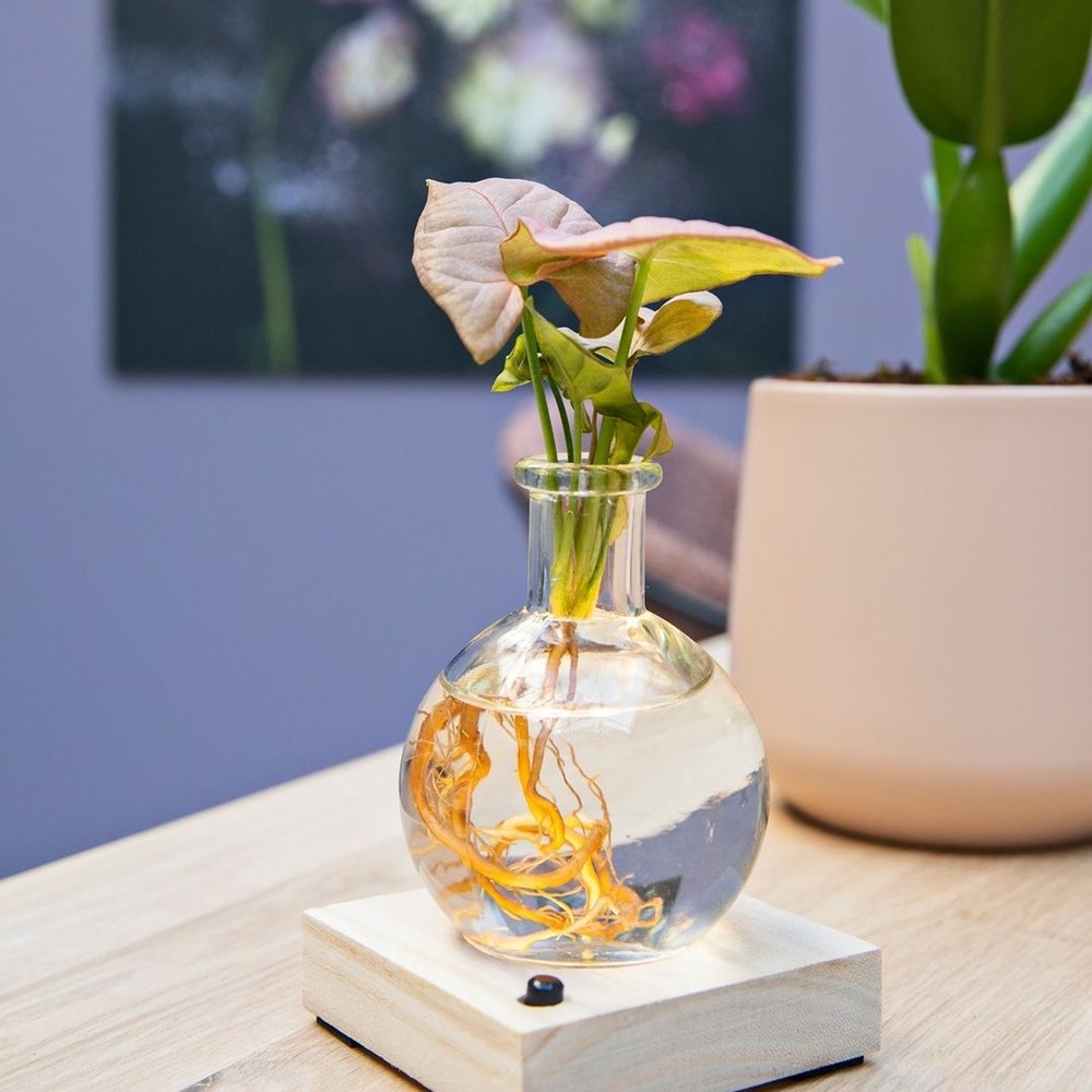 Hydroponic light plant in giftbox