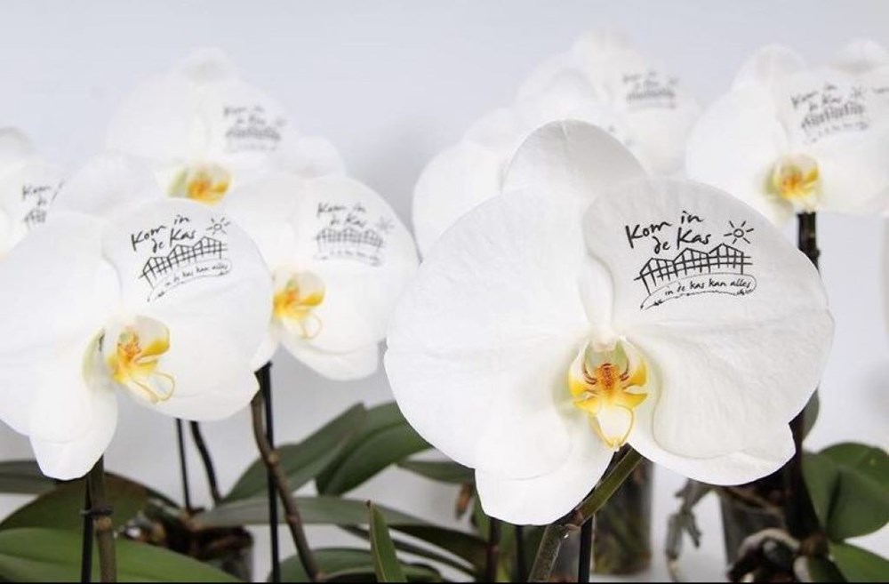 Message Printz® - Orchid in giftbox