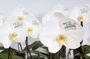 Message Printz® - Orchid in giftbox