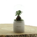 Plant terrarium concrete - ecosystem in giftbox