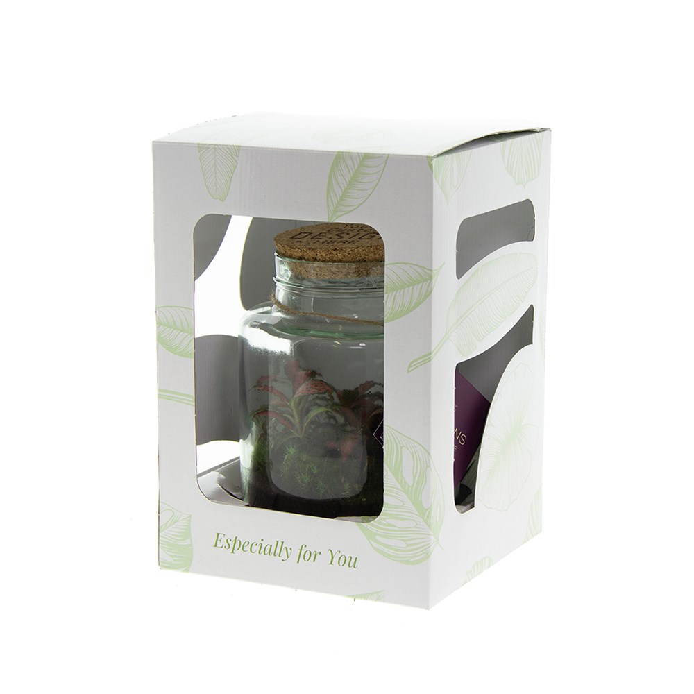 Plant terrarium bottle - ecosystem in giftbox