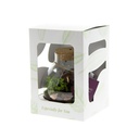 Plant terrarium sphere - ecosystem in giftbox