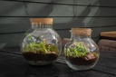 Plant terrarium sphere - ecosystem in giftbox