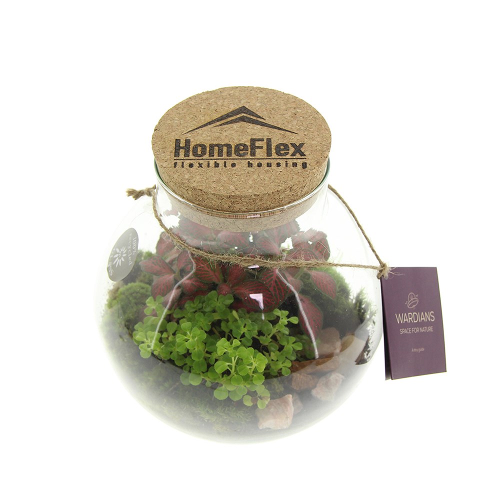 Plant terrarium sphere - ecosystem in giftbox