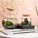 Marimo moss balls - bottle medium in giftbox