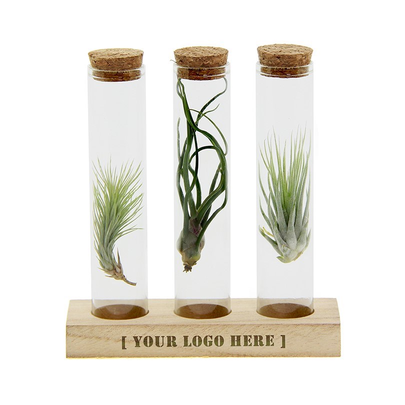 Airplants in Letterbox