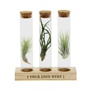 Airplants in Letterbox