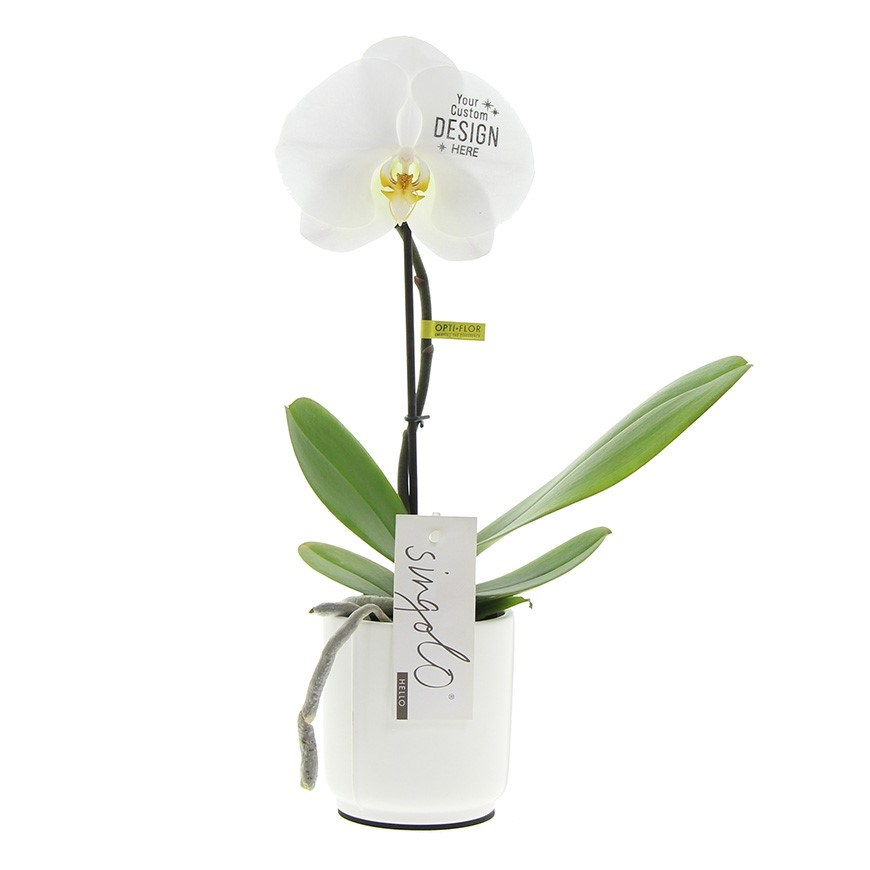 Message Printz® - Orchidee in giftbox