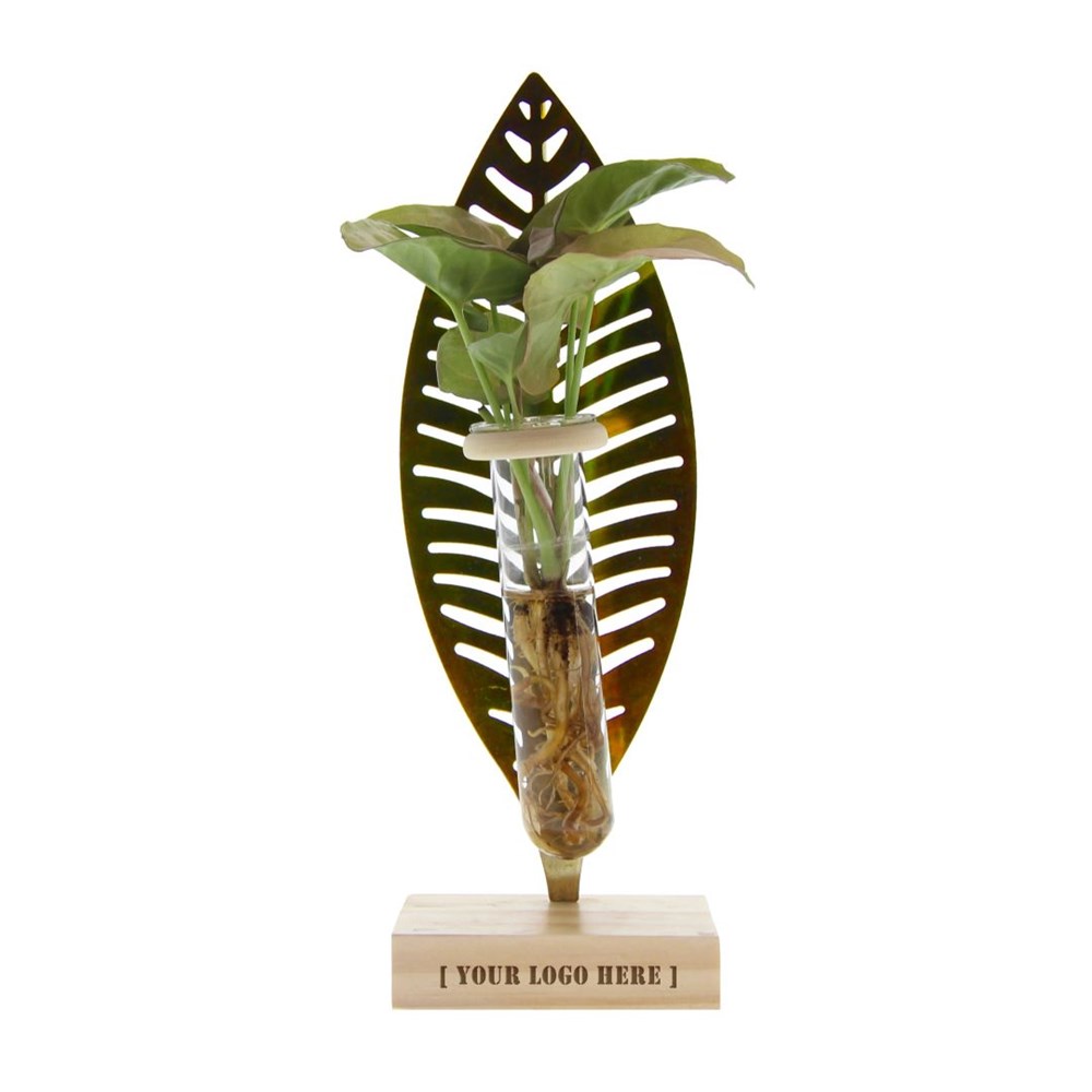 Hydroponic plant Leaf in giftbox