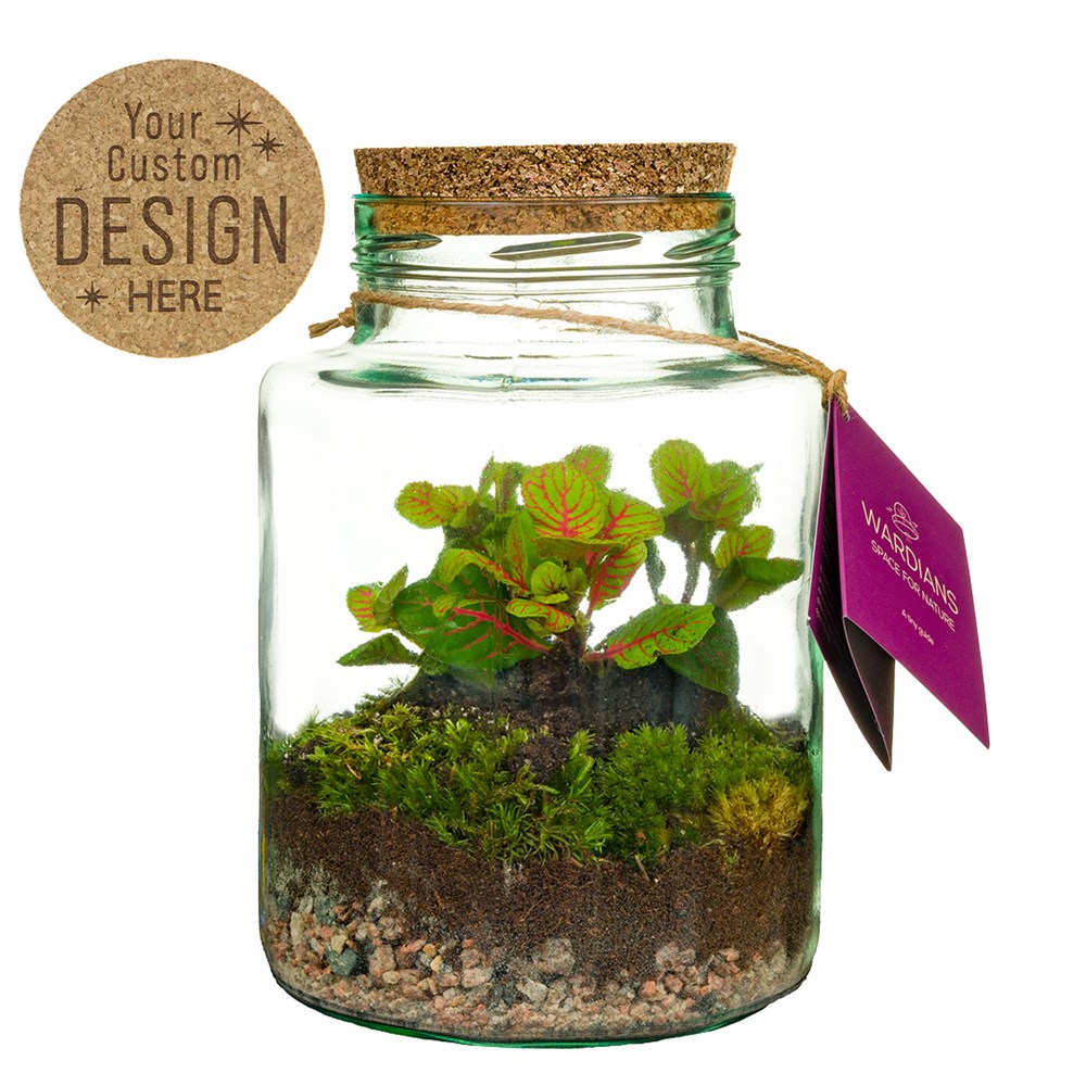 Plant terrarium bottle - ecosystem in giftbox