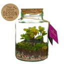 Plant terrarium bottle - ecosystem in giftbox