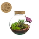 Plant terrarium sphere - ecosystem in giftbox