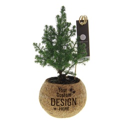 [A168-KD-KB-S-GB] Kokodama kerstboom in giftbox (S)
