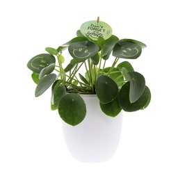[A168-SM-KL-GB] Smylieplant® large in giftbox