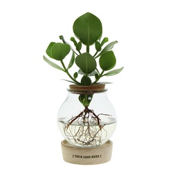 [A168-IN-BG-GB] Hydroponic plant in bulb glass with LED light in giftbox