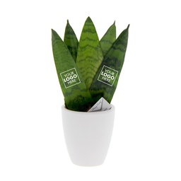 [A168-MP-SA-GB] Message Printz® - Sansevieria in giftbox