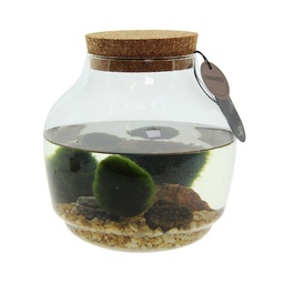 [A168-MA-BO-GB] Marimo moss balls - bowl in giftbox