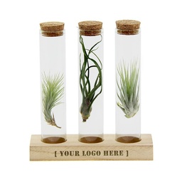 [A168-LP-BR-FL] Airplants in Letterbox
