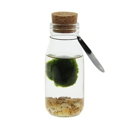 [A168-MA-BS-GB] Marimo moss balls - bottle small in giftbox