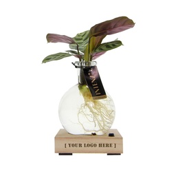 [A168-IN-LP-GB] Hydroponie lichtplantje in giftbox