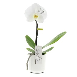 [A168-MP-OR-GB] Message Printz® - Orchid in giftbox