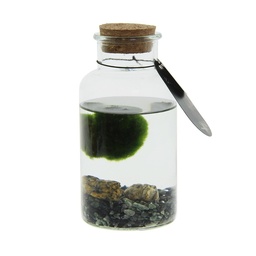 [A168-MA-BM-GB] Marimo moss balls - bottle medium in giftbox